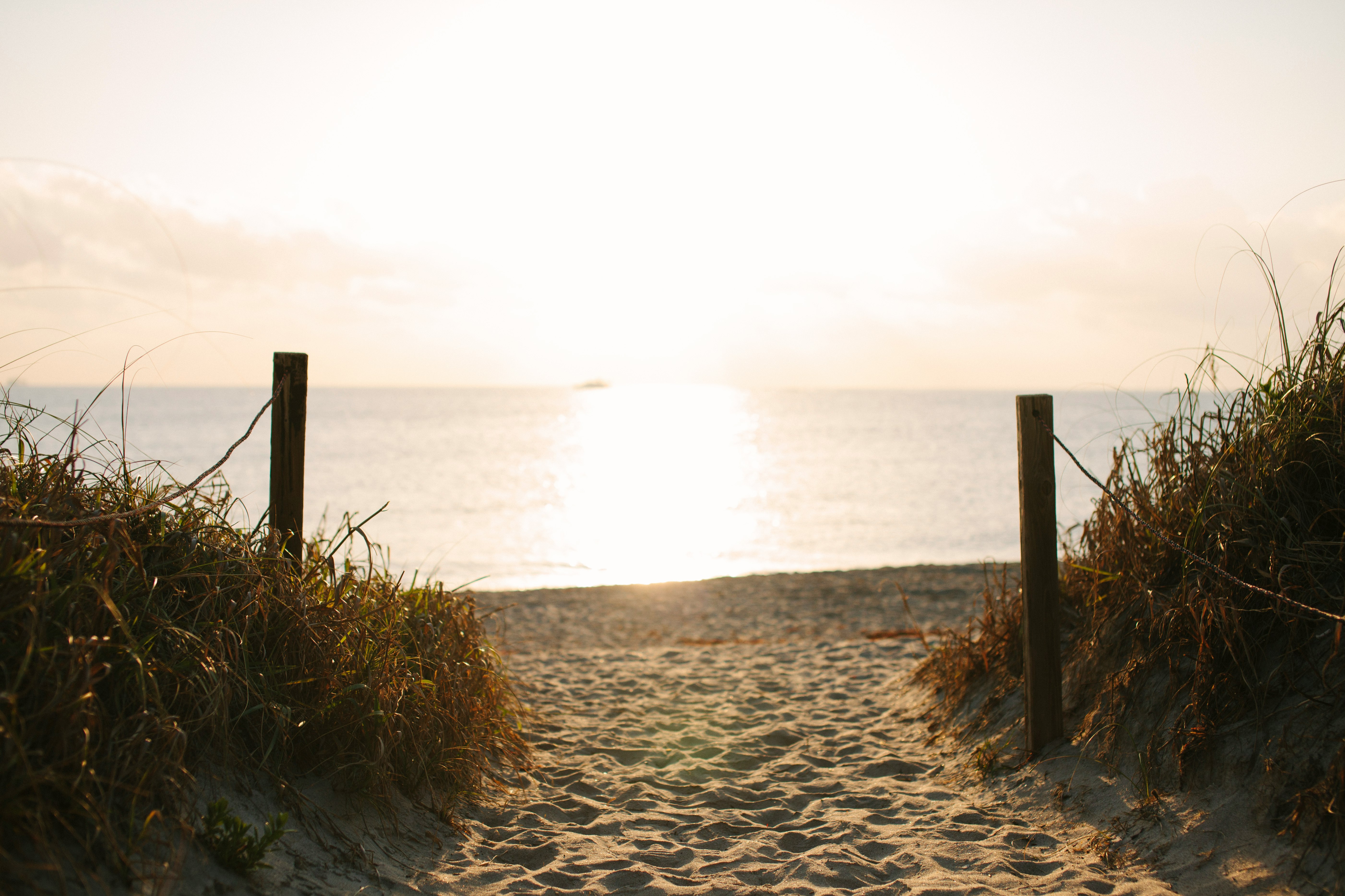 shallow photography of brown grass near body of water